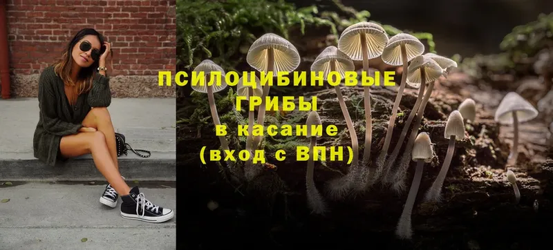 купить закладку  mega ССЫЛКА  Псилоцибиновые грибы Magic Shrooms  Мурманск 